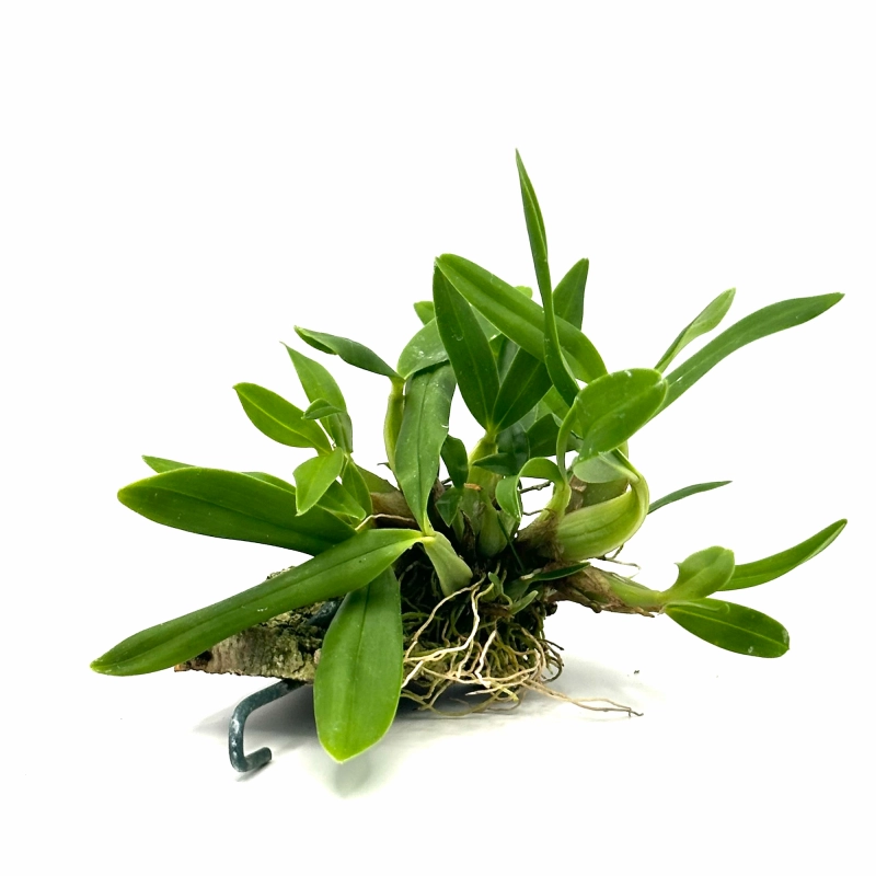 storczyk bulbophyllum bufo.webp