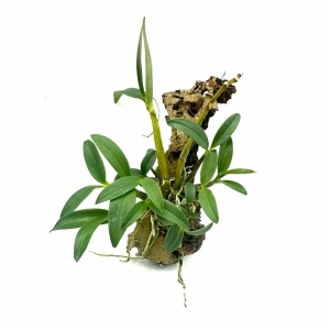 Dendrobium kingianum - storczyk botaniczny kolekcjonerski do terrarium paludarium orchidarium