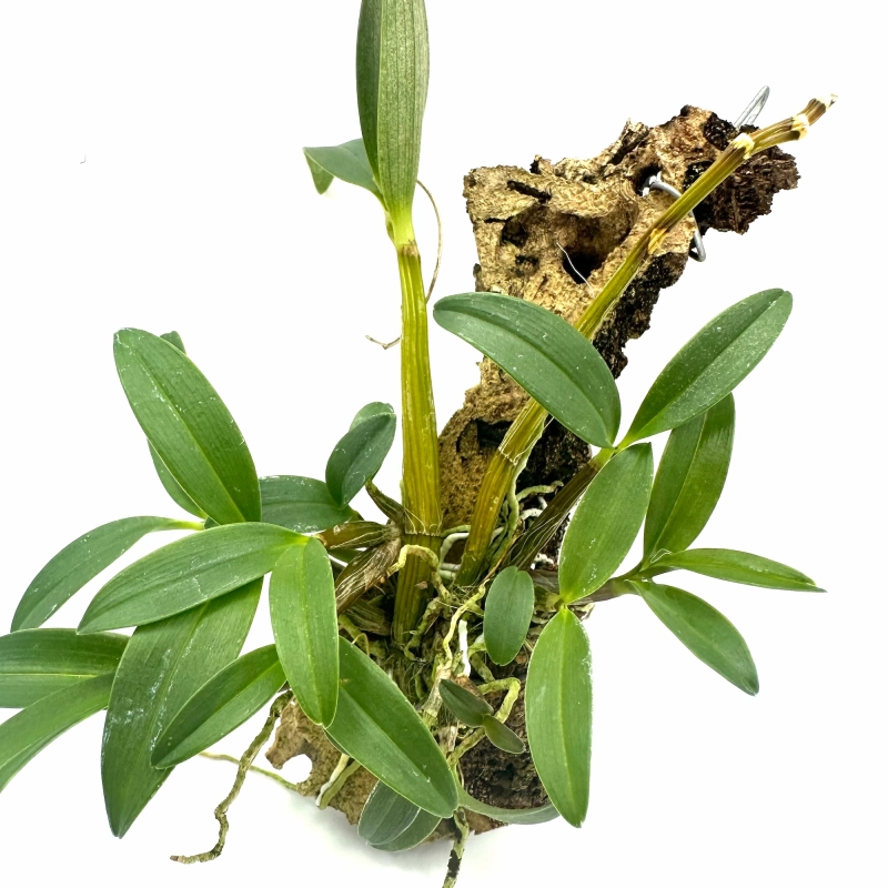 ładny storczyk dendrobium.webp