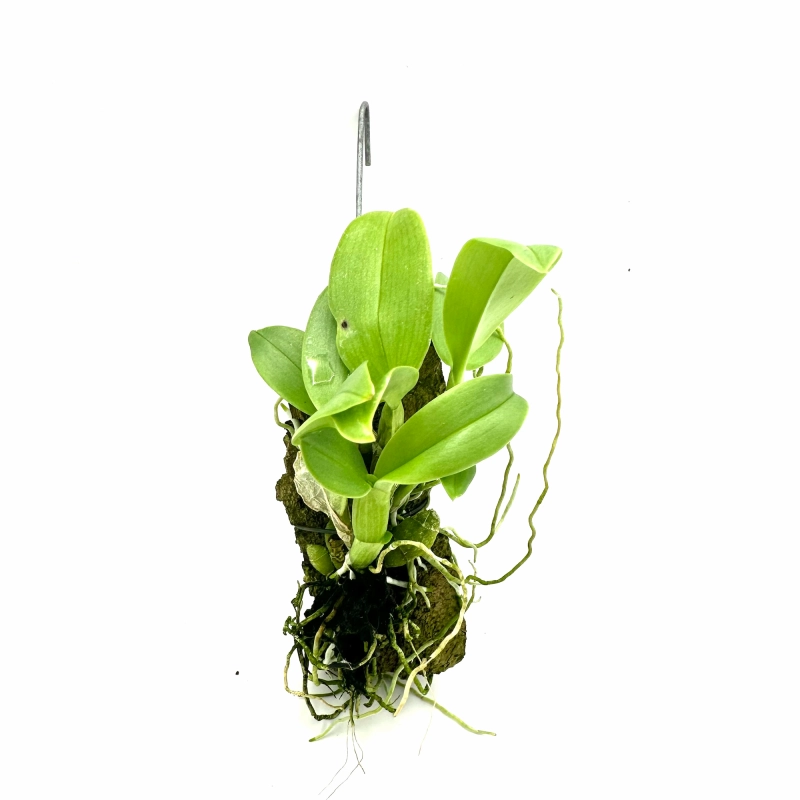 dendrobium trantuanii.webp