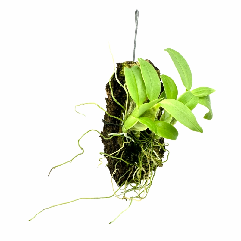 Storczyk dendrobium.webp