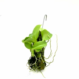 Dendrobium trantuanii - storczyk botaniczny kolekcjonerski do terrarium paludarium orchidarium