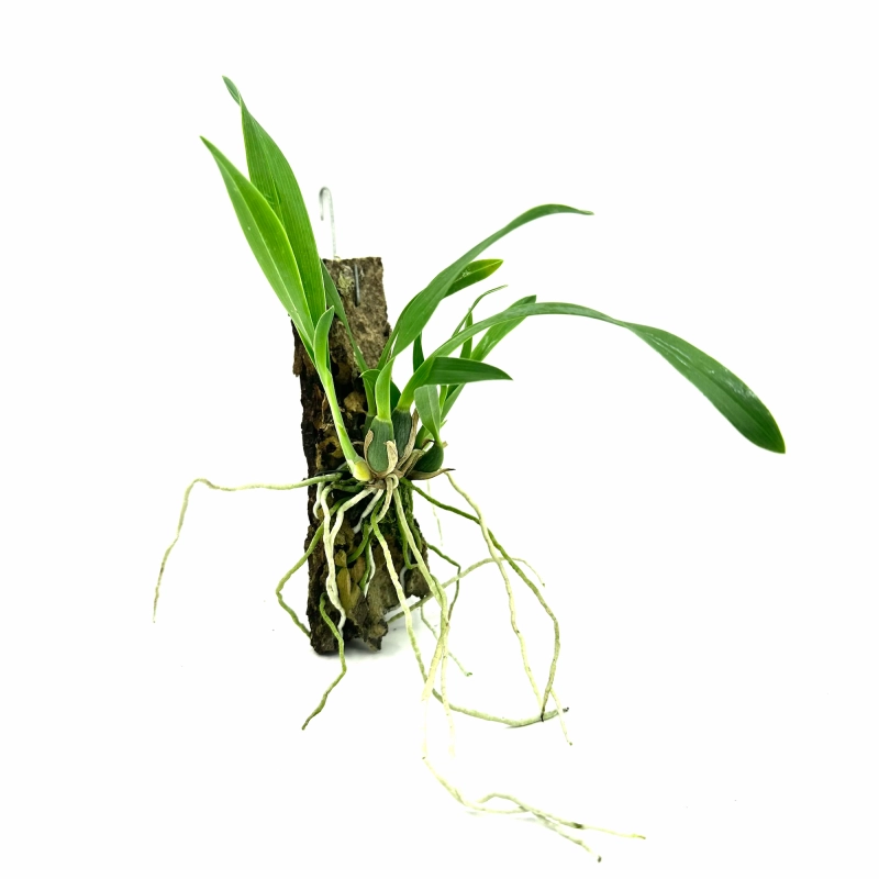 Encyclia vitellina.webp