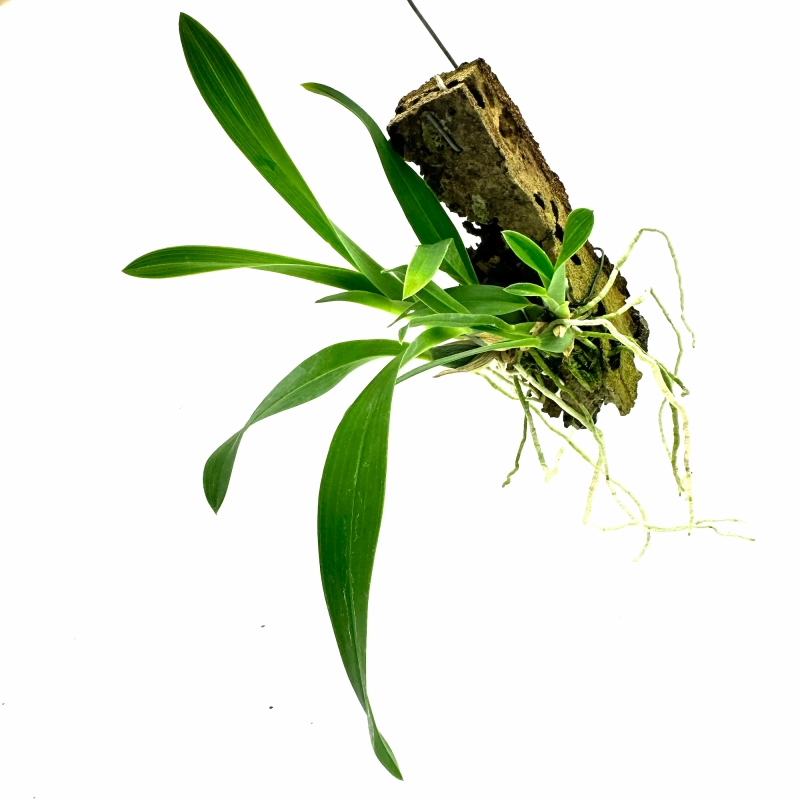 ładny storczyk do terrarium.webp