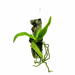 Gastrochilus obliquus - storczyk botaniczny kolekcjonerski do terrarium paludarium orchidarium