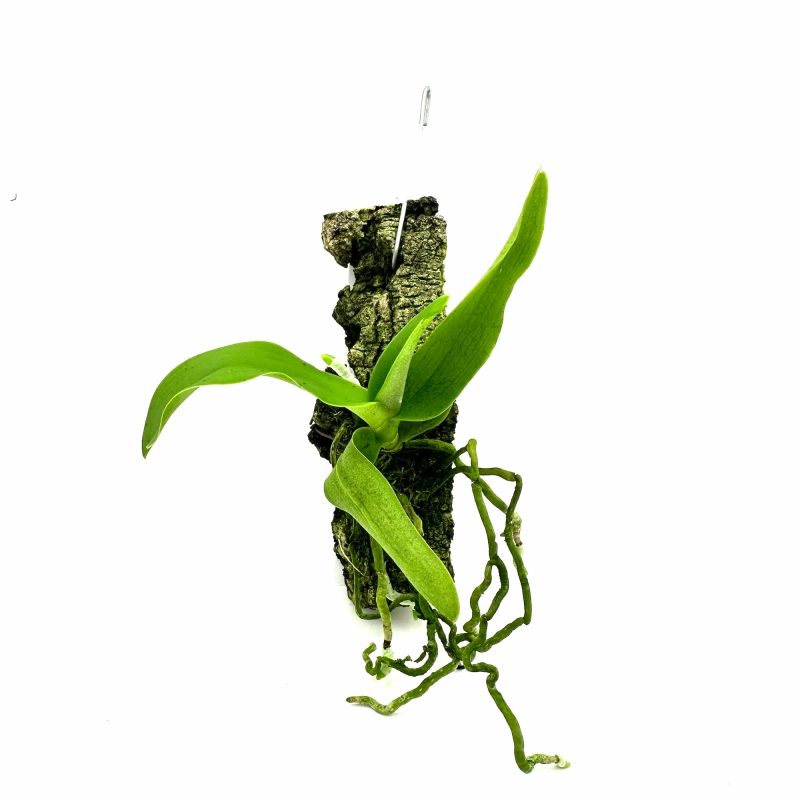 Gastrochilus obliquus.webp