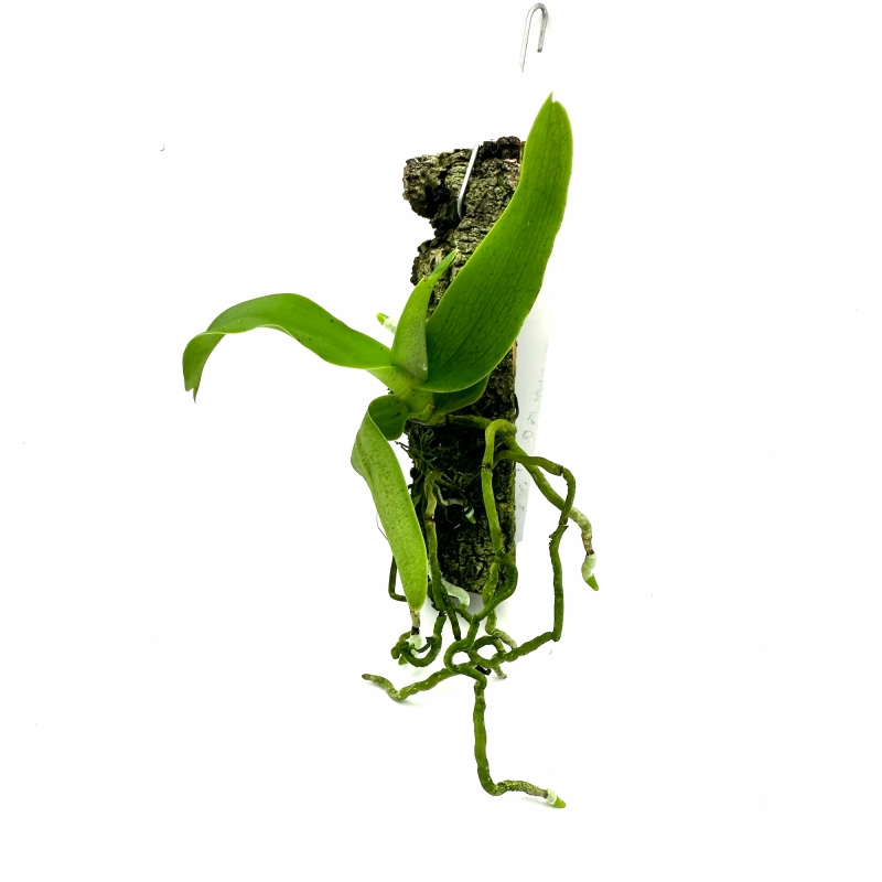 piękny storczyk do paludarium.webp