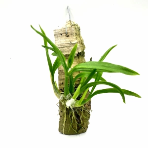 Liparis viridiflora - storczyk botaniczny kolekcjonerski do terrarium paludarium orchidarium