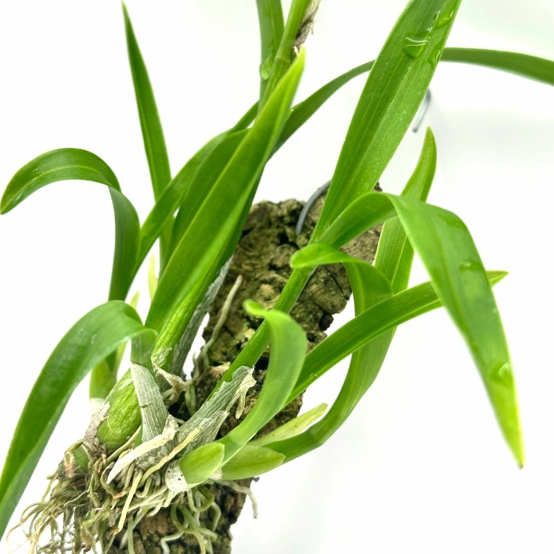 piękny storczyk do orchidarium.webp
