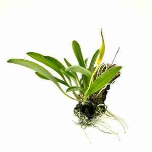 Masdevallia ‘BellaVallia’ - storczyk kolekcjonerski do terrarium paludarium orchidarium