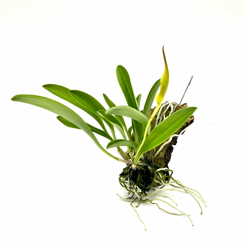 Masdevallia BellaVallia.webp