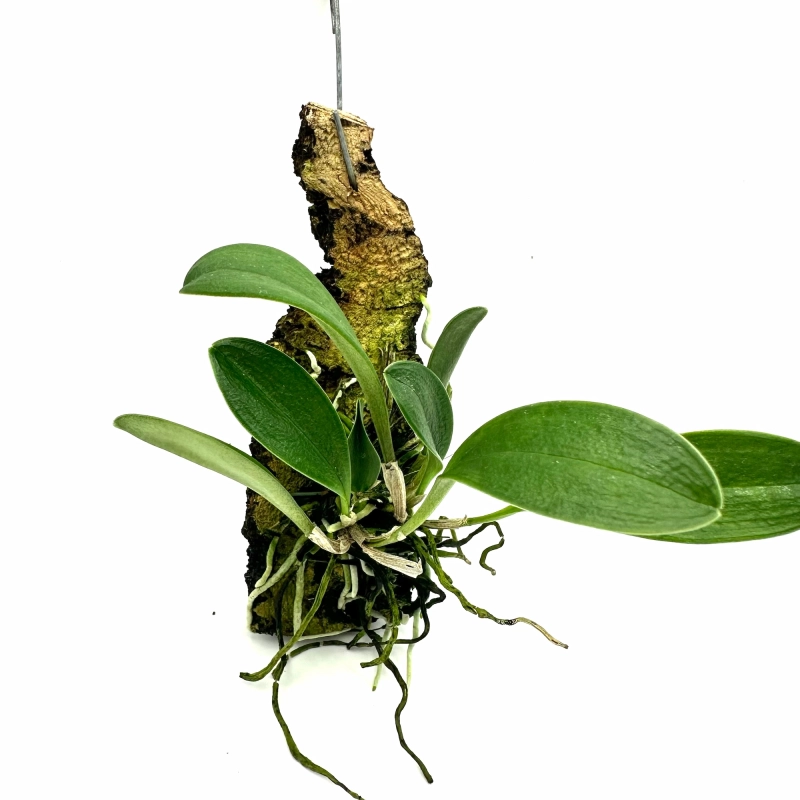 Piękny storczyk do orchidarium.webp