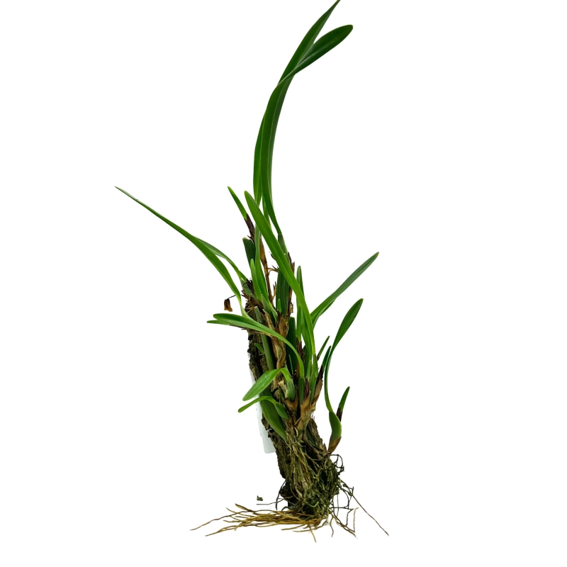 maxillaria tenuifolia.webp