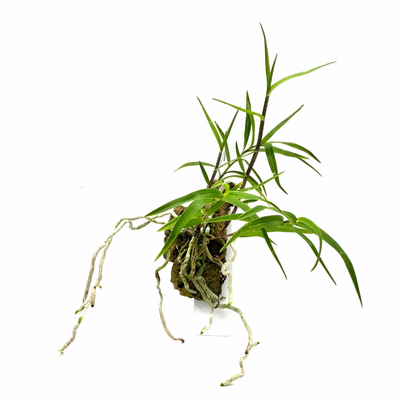 oerstedella centradenia.webp