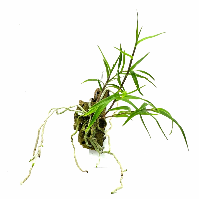 storczyk botaniczny do terrarium.webp