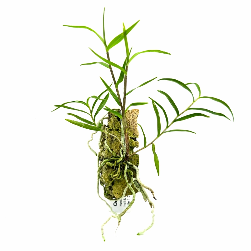 storczyk do terrarium.webp
