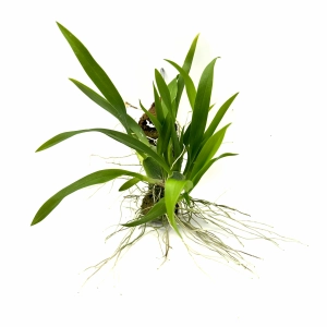 Oncidium Tiny Twinkle - storczyk botaniczny kolekcjonerski do terrarium paludarium orchidarium