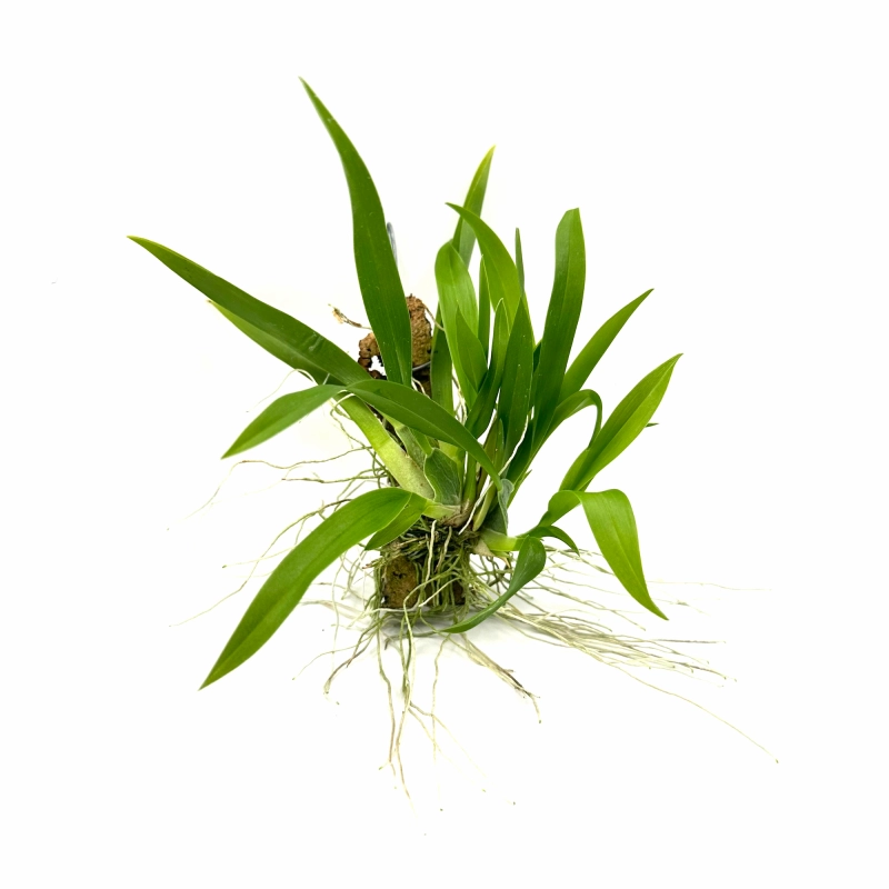 storczyk botaniczny do terrarium.webp