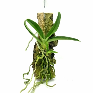 Sarcochilus hartmannii - storczyk botaniczny kolekcjonerski do terrarium paludarium orchidarium