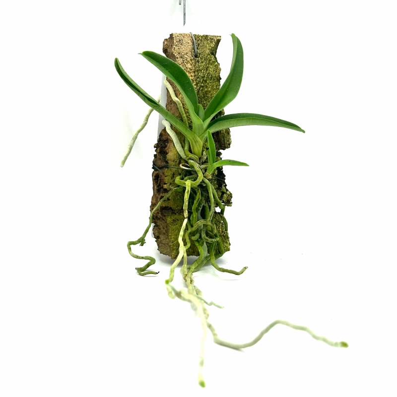 storczyk ładny do terrarium.webp