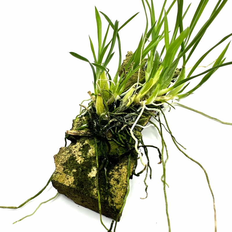 ładny storczyk botaniczny.webp