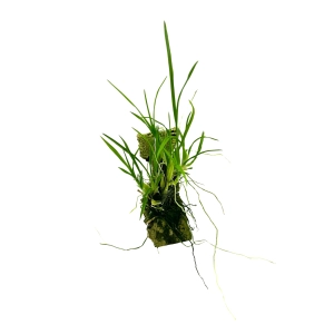 Sigmatostalix radicans - storczyk botaniczny kolekcjonerski do terrarium paludarium orchidarium