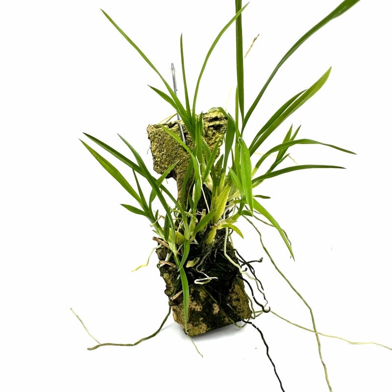 storczyk do terrarium.webp