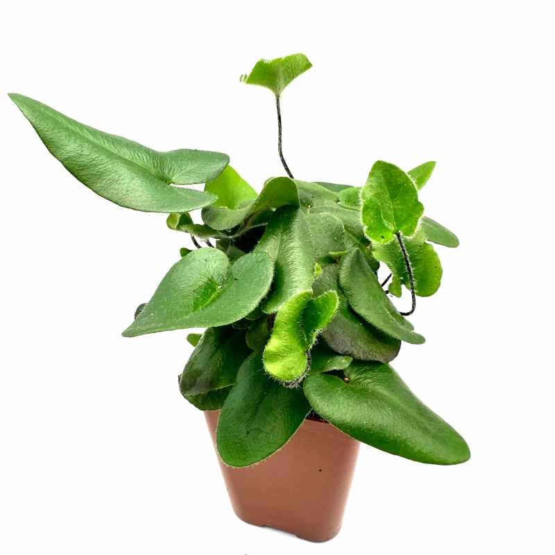 Paproć do terrarium.webp