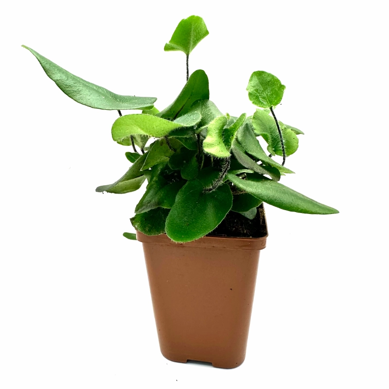 paprotka do paludarium.webp