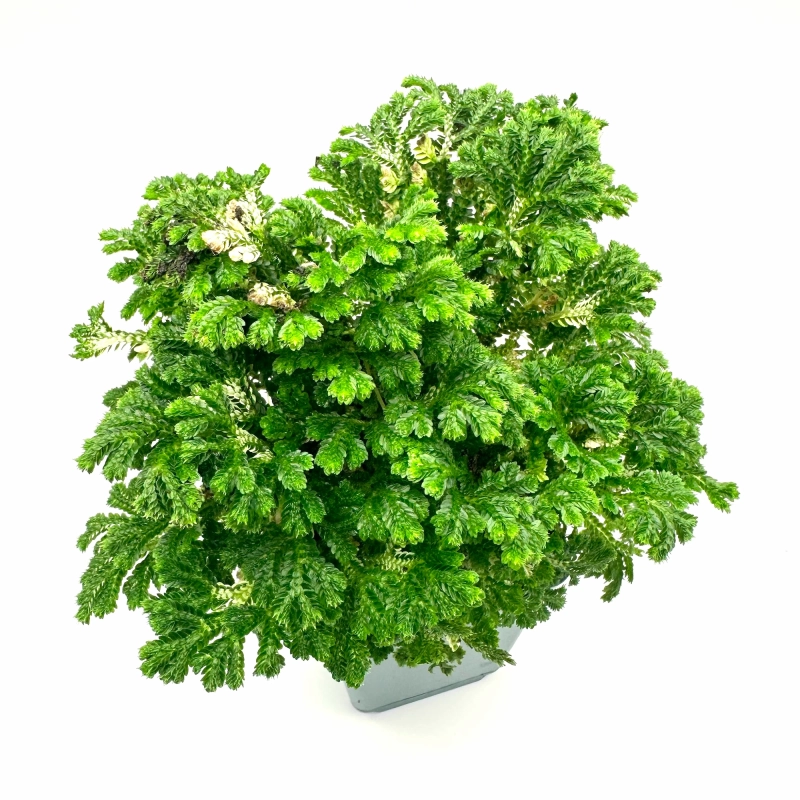 ładna roślina do terrarium.webp