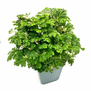 Selaginella martensii Widliczka Martensa - Żywa Roślina do Terrarium