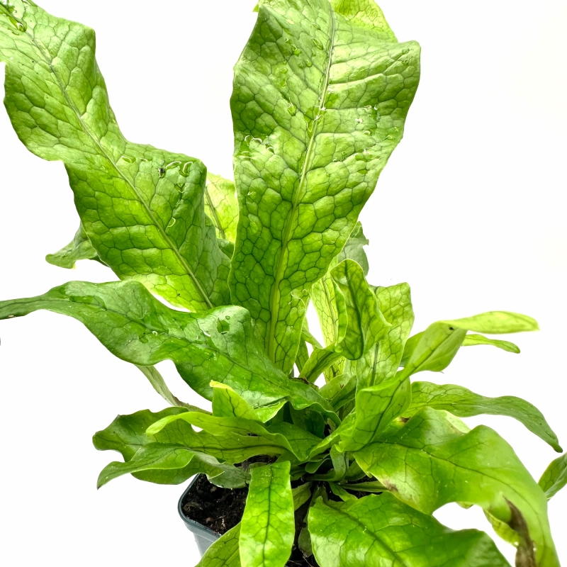 microsorum musifolium.webp