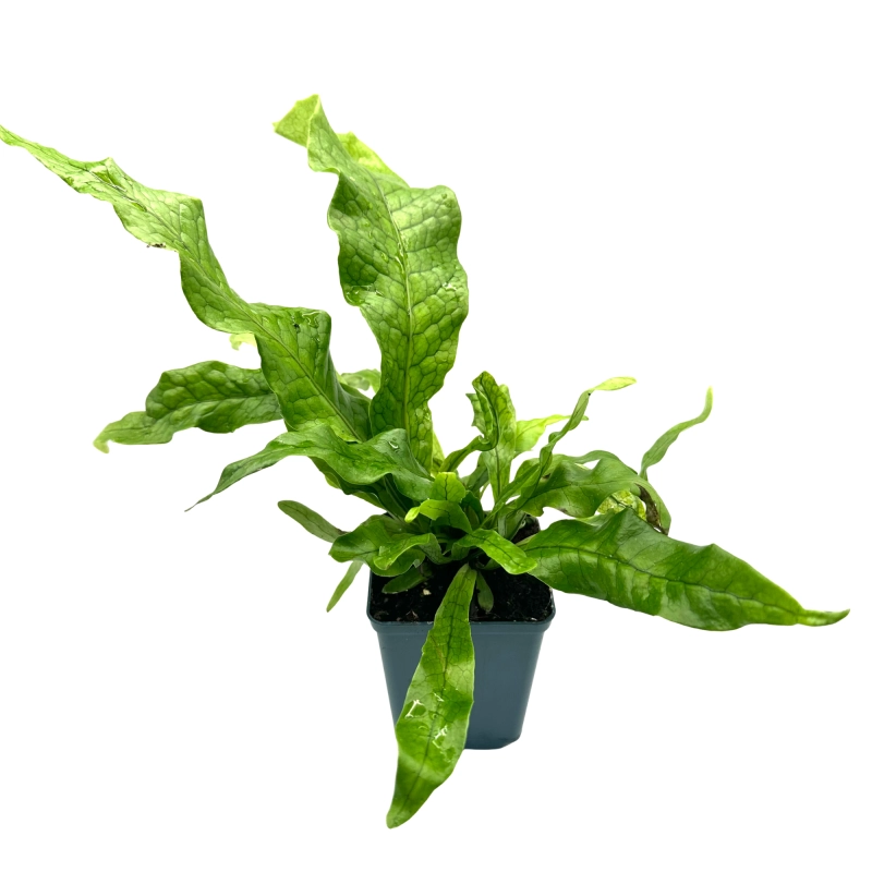 paproć do terrarium.webp