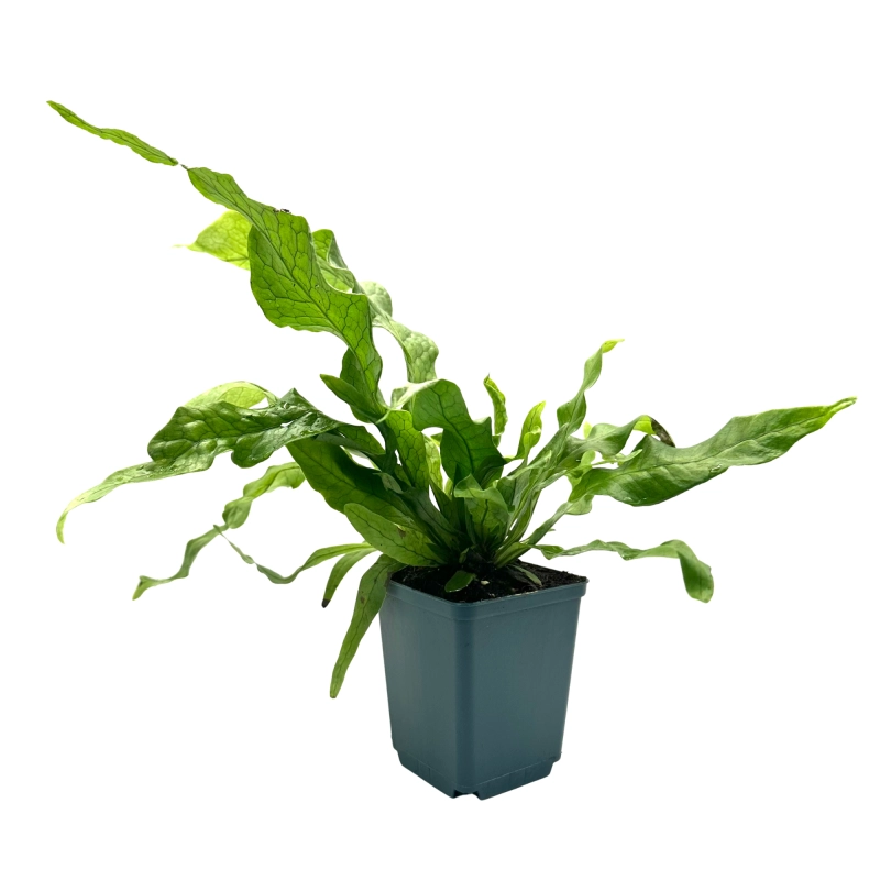 Paprotka krokodyla.webp