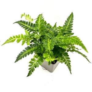 Rumohra adiantiformis variegata Paproć skórzasta - Żywa Roślina do Terrarium