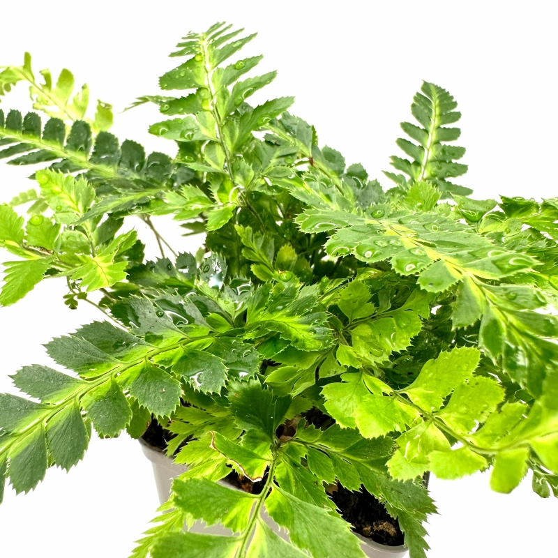paprotka do paludarium.webp