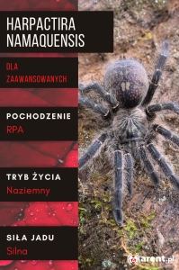 PAJĄK PTASZNIK HARPACTIRA NAMAQUENSIS 2,5 DC SAMICA