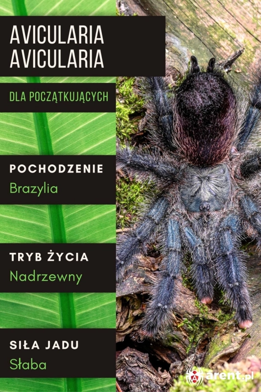 Avicularia-avicularia-1.jpg