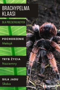 PAJĄK PTASZNIK BRACHYPELMA KLAASI L3