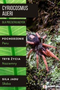 PAJĄK PTASZNIK CYRIOCOSMUS AUERI L2