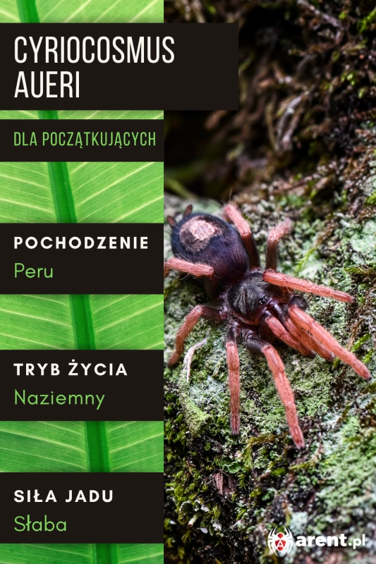 Cyriocosmus-aueri-.png