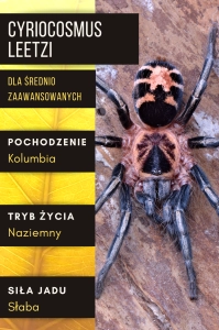 PAJĄK PTASZNIK CYRIOCOSMUS LEETZI L1