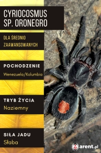 PAJĄK PTASZNIK CYRIOCOSMUS SP. ORONEGRO L1