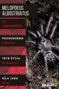 PAJĄK PTASZNIK MELOPOEUS (EX.CYRIOPAGOPUS) ALBOSTRIATUS L1