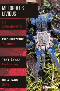 PAJĄK PTASZNIK MELOPOEUS (EX. CYRIOPAGOPUS) LIVIDUS L1