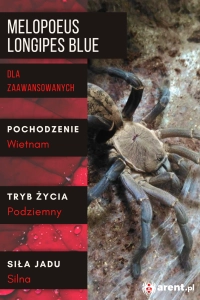 PAJĄK PTASZNIK MELOPOEUS (EX. CYRIOPAGOPUS) LONGIPES BLUE L2