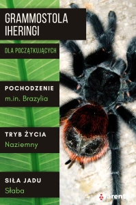 PAJĄK PTASZNIK GRAMMOSTOLA IHERINGI L1
