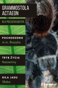 PAJĄK PTASZNIK GRAMMOSTOLA ACTAEON L1