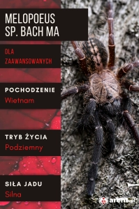 PAJĄK PTASZNIK MELOPOEUS (EX. CYRIOPAGOPUS) SP. BACH MA L5