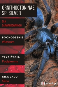 PAJĄK PTASZNIK ORNITHOCTONINAE SP. SILVER L4